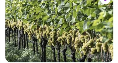 Quote vigneto di 8000 mila metri