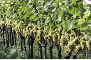 Quote vigneto di 8000 mila metri