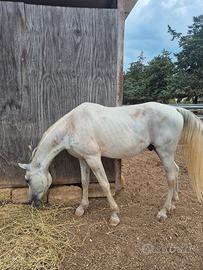 cavallo