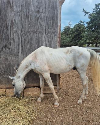 cavallo