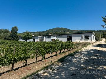 Uva da vino Falanghina del Sannio ed Aglianico
