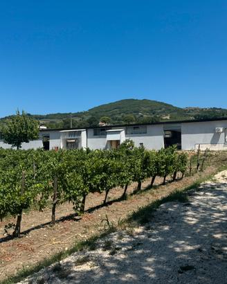 Uva da vino Falanghina del Sannio ed Aglianico