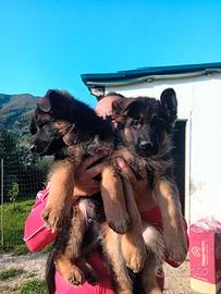 Cuccioli di pastore tedesco