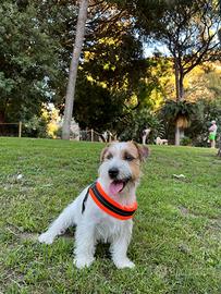 Jack russel