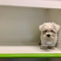 Maltese " Mini Mini toy" disponibile
