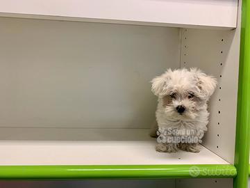 Maltese " Mini Mini toy" disponibile