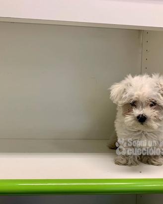 Maltese " Mini Mini toy" disponibile