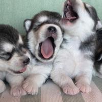 Cuccioli di Alaskan malamute con Pedigree Enci