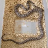 P. (Elaphe) guttata anery dh scaleless-palmetto