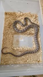 P. (Elaphe) guttata anery dh scaleless-palmetto