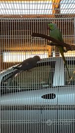 Pappagallo coppia parrocchetto dal collare