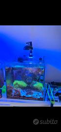 acquario marino con cetus