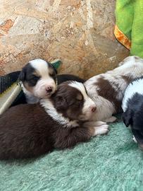 Cuccioli Pastore Australiano