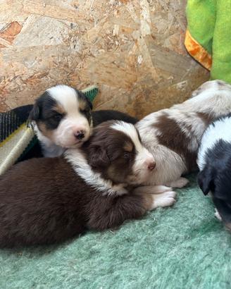 Cuccioli Pastore Australiano