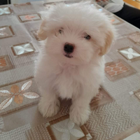 Maltese mini toy femmina