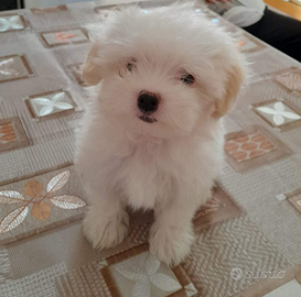 Maltese mini toy femmina