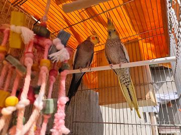 Coppia riproduttiva di calopsite