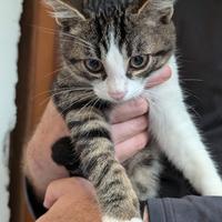 Gattino tigrato bianco cucciolo