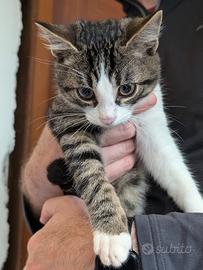 Gattino tigrato bianco cucciolo