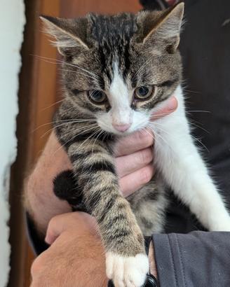 Gattino tigrato bianco cucciolo
