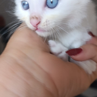 Gatto razza turco van