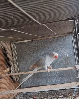 Pappagalli parrochetto del collare