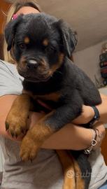 Cucciola rottweiler 3 mesi pedigree