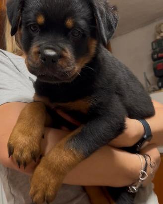 Cucciola rottweiler 3 mesi pedigree