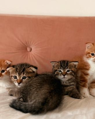 Cucciolata da Gatta Scottish Fold