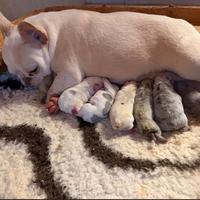 Bulldog francesi cuccioli esotici