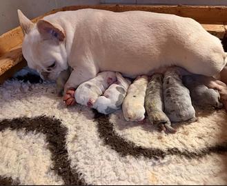 Bulldog francesi cuccioli esotici