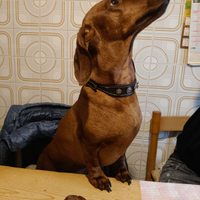 Compagna per cuccioli