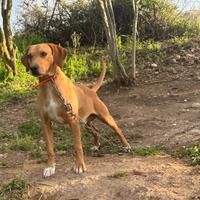 Segugio maremmano per monta