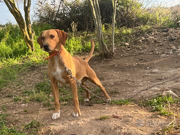 Segugio maremmano per monta