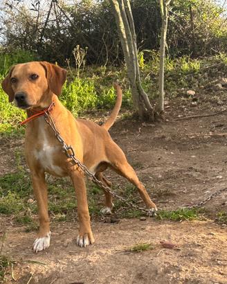 Segugio maremmano per monta