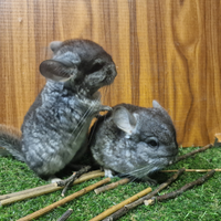 Cincillà royal persian carrier angora/black pearl