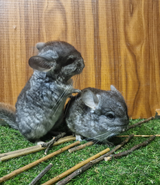 Cincillà royal persian carrier angora/black pearl