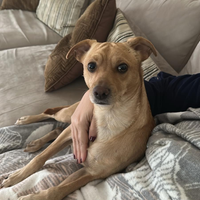 Lillo vuole una fidanzata