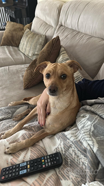 Lillo vuole una fidanzata