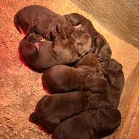 Cuccioli di Labrador retriever