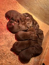 Cuccioli di Labrador retriever