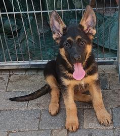 Pastore Tedesco cucciolo