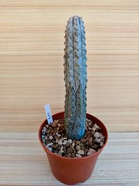 Euphorbia Abdelkuri - Cactus Succulente 