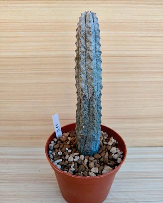 Euphorbia Abdelkuri - Cactus Succulente 