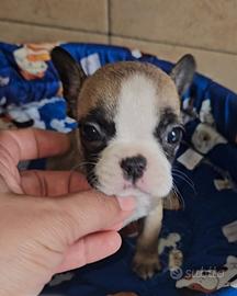 Bulldog Francese poket
