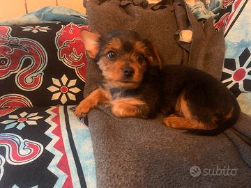 Cucciolo Yorkshire terrier toy