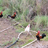 Galli e galline nane