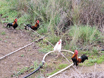 Galli e galline nane