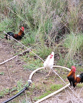 Galli e galline nane