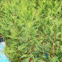 Piante da siepe di photina rossa e leyLandi